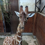 Brněnská zoo získala žirafího samce