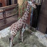 Brněnská zoo získala žirafího samce