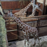 Brněnská zoo získala žirafího samce