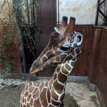 Brněnská zoo získala žirafího samce