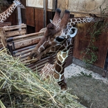 Brněnská zoo získala žirafího samce