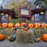 Dýně zdarma, věštkyně, vyhynulá zvířata a nová expozice pro manuly. Halloween v Zoo Brno láká na pestrý program