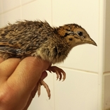 Brněnská zoo odchovala tinamy koroptví. Poslední mláďata tohoto druhu se v republice vylíhla před 38 lety