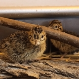 Brněnská zoo odchovala tinamy koroptví. Poslední mláďata tohoto druhu se v republice vylíhla před 38 lety