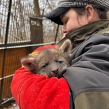 V brněnské zoo se narodila čtyřčata vlků hřivnatých