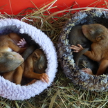 Záchranná stanice při Zoo Brno slaví 10 let, každý rok pomůže tisícovce zvířat
