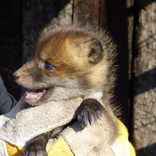 Záchranná stanice při Zoo Brno slaví 10 let, každý rok pomůže tisícovce zvířat
