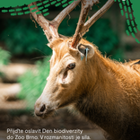 Zoo Brno připomene význam druhové rozmanitosti u příležitosti Dne biodiverzity