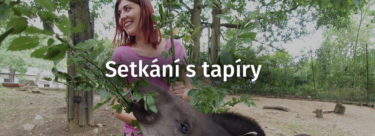 Setkání s tapíry