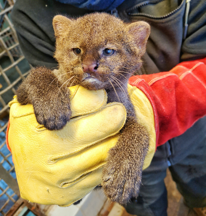 jaguarundi_IMG_20190108_104815_edited