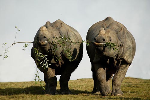 Nosorožci indičtí (Rhinoceros unicornis) Foto Gérard Lacz