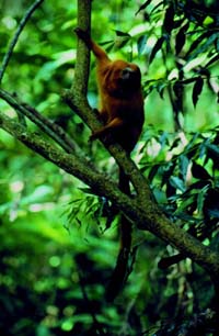 Lvíček zlatý (Leontopithecus rosalia) Foto Bengt Holst