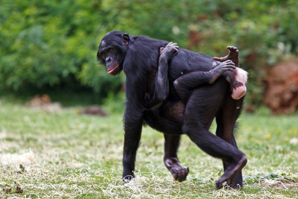 Bonobo (Pan paniscus) ©Tomasz Rusek