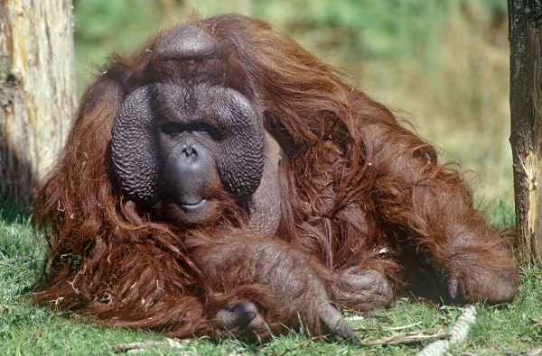  Orangutan bornejský (Pongo pygmaeus) ©Istvan Vidakovits