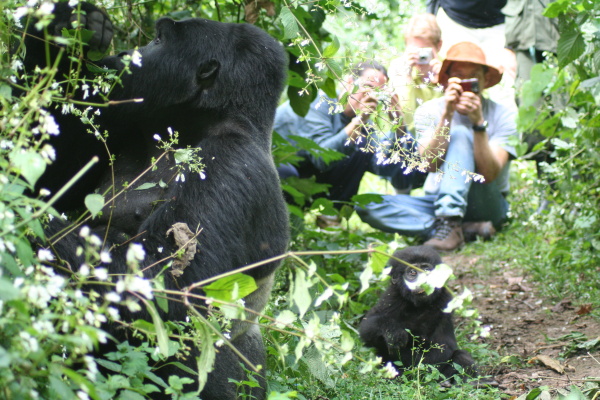 Turisté v těsné blízkosti goril horských ©Keetie de Koeijere