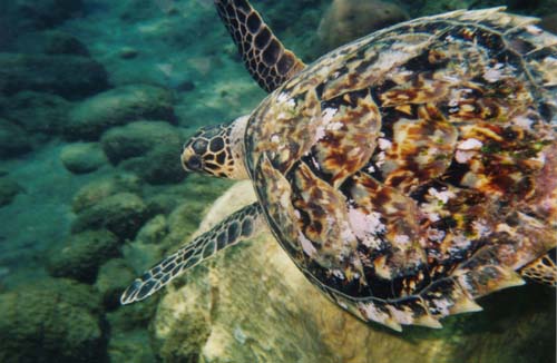 Kareta pravá (Eretmochelys imbricata) Foto John Chevalier