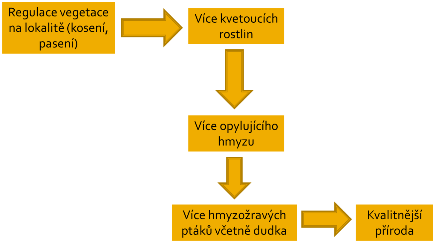 schema