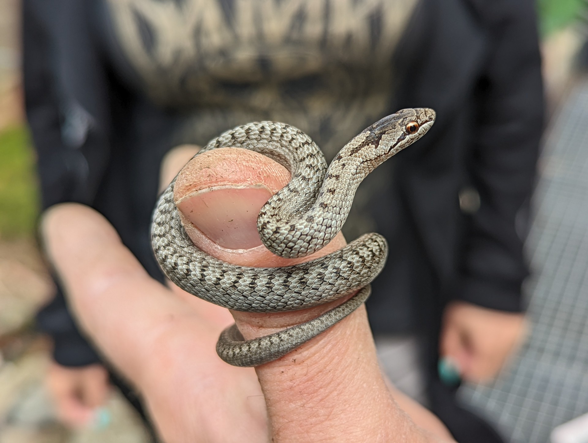 uzovka1_Zdroj Zoo Brno_menší