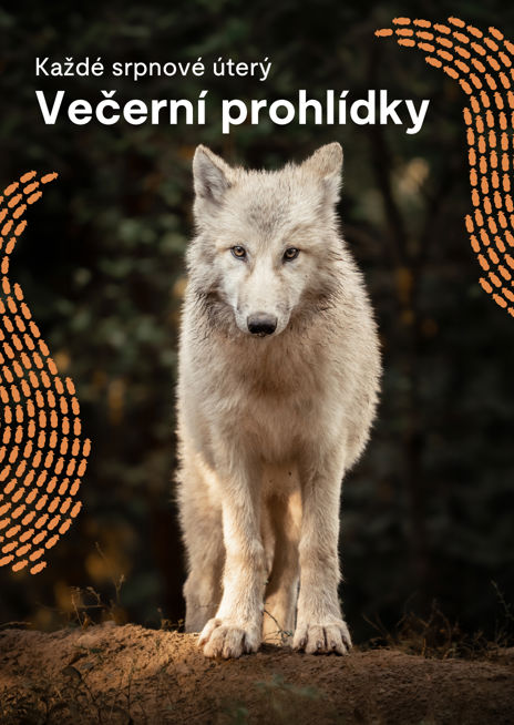 Plakát na akci Večerní prohlídky v Zoo Brno.