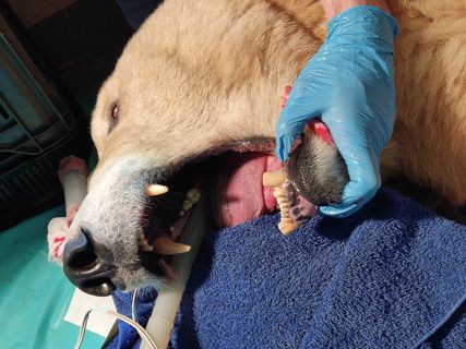 Otevřená tlama medvědice Elsy při stomatologickém zákroku.