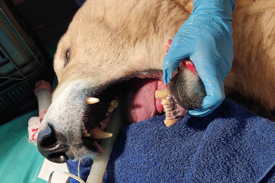 Otevřená tlama medvědice Elsy při stomatologickém zákroku.