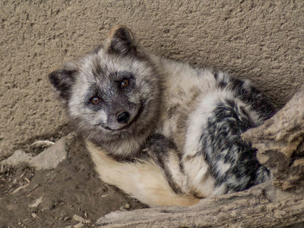 Liška polární se usmívá do objektivu fotoaparátu.