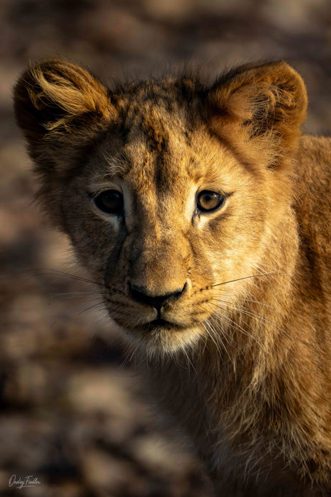 Portrét malé lvice z brněnské zoo.