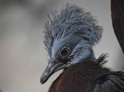 Největší holub světa - korunáč Sclaterův a jeho mimořádný odchov v Zoo Brno