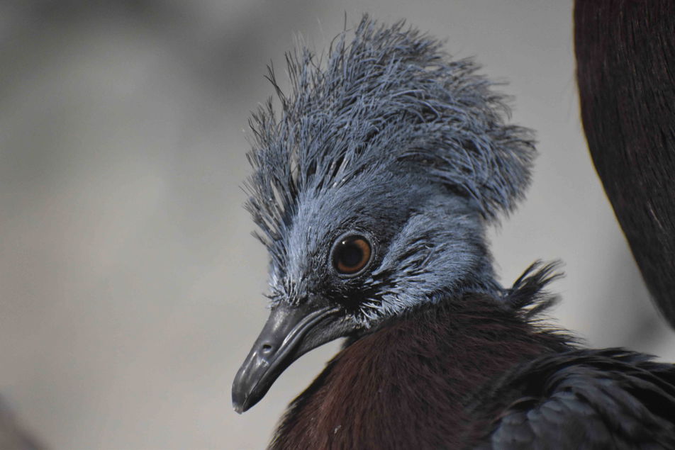 Největší holub světa - korunáč Sclaterův a jeho mimořádný odchov v Zoo Brno