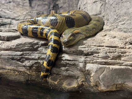 Anakonda velká v pavilonu Tropické království