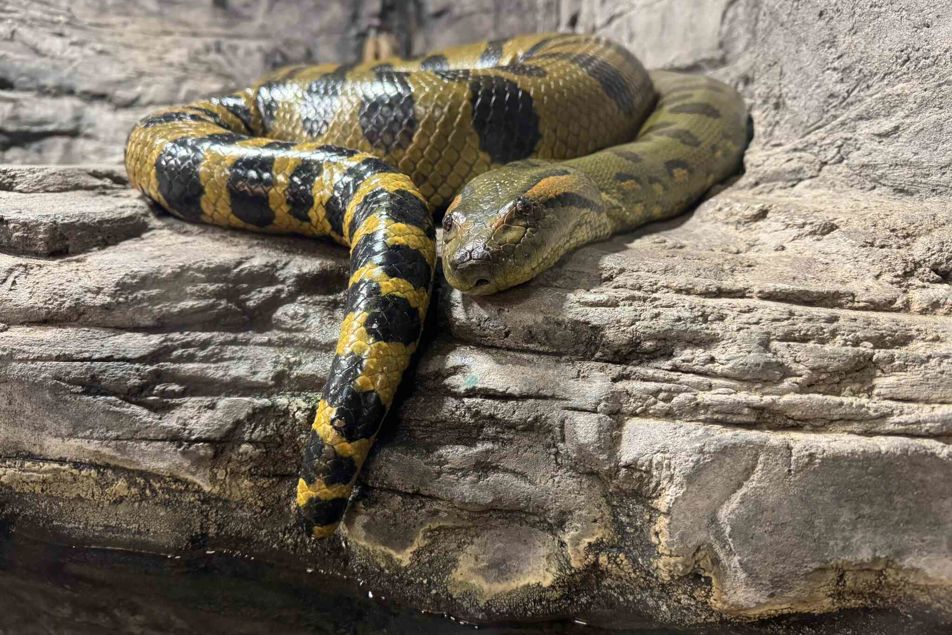 Anakonda velká v pavilonu Tropické království