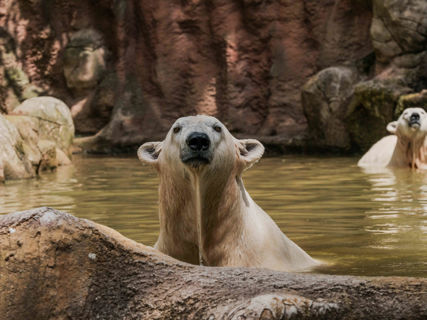 Lední medvědice ve vodě.