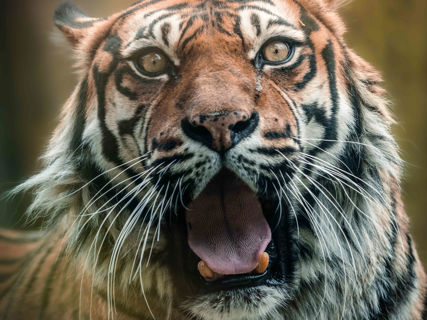 Tygřice sumaterská Satu s otevřenou tlamou.