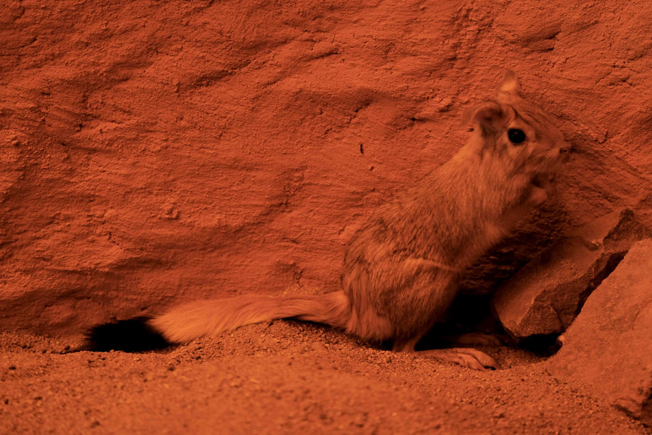 Noháč jihoafrický z profilu.