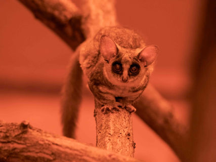 Noční primát komba jižní koukajíc do objektivu fotoaparátu.