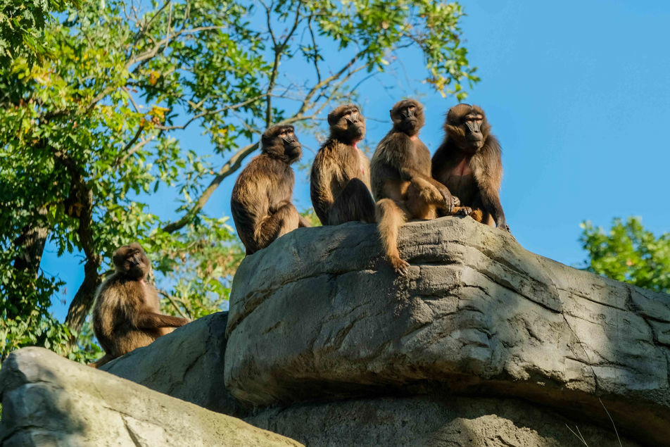 Skupina dželad sedící na skále.