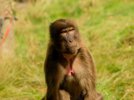 Dželada stojící na skále.