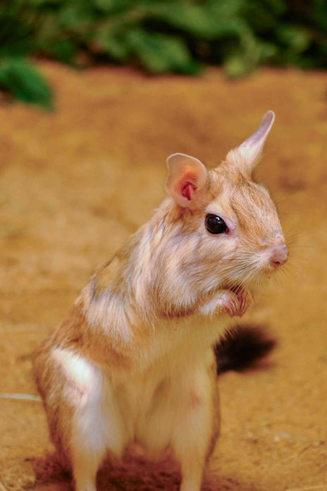 Unikátní hlodavec noháč jihoafrický.