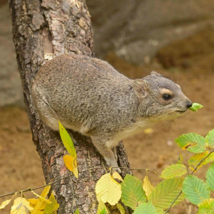 Daman stepní, nejbližší příbuzný slona, stojící na větvi.