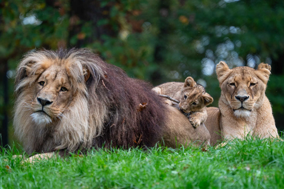 Lví rodina na jednom obrázku. Zleva lev, poté lvíče a nakonec lvice.
