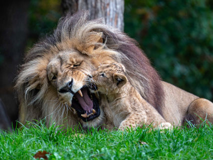 Lví samec spolu s lvíčetem při hře.