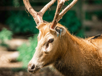 Samec jelena milu s typickým parožím.