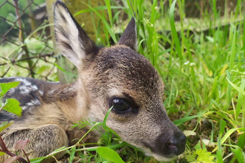 Malý srneček zachráněný naší záchrannou stanicí v Jinačovicích.