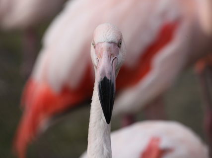 Portrét plameňáka růžového v Zoo Brno