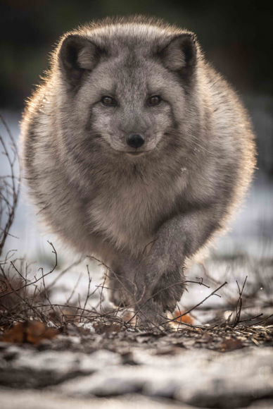 Běžící liška polární.