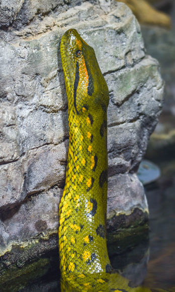 Anakonda vylézající z vody.