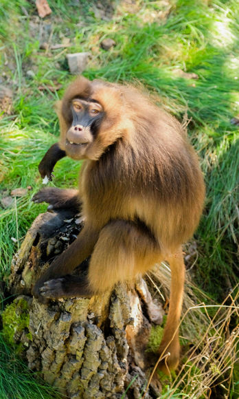 Unikátní primát dželada sedící na kmeni stromu.