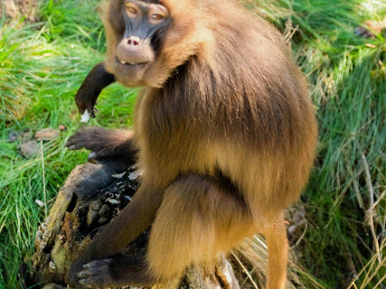 Unikátní primát dželada sedící na kmeni stromu.