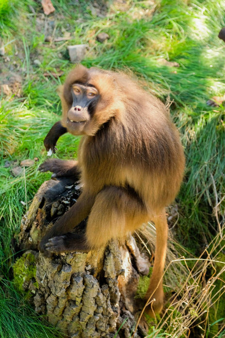 Unikátní primát dželada sedící na kmeni stromu.