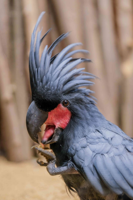 Kakadu palmový portrét.